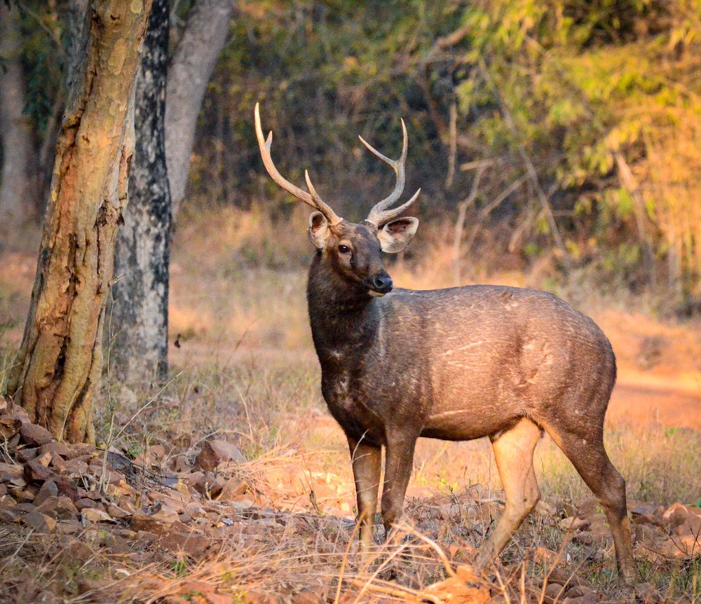 Photograph by Vishal Deshpande