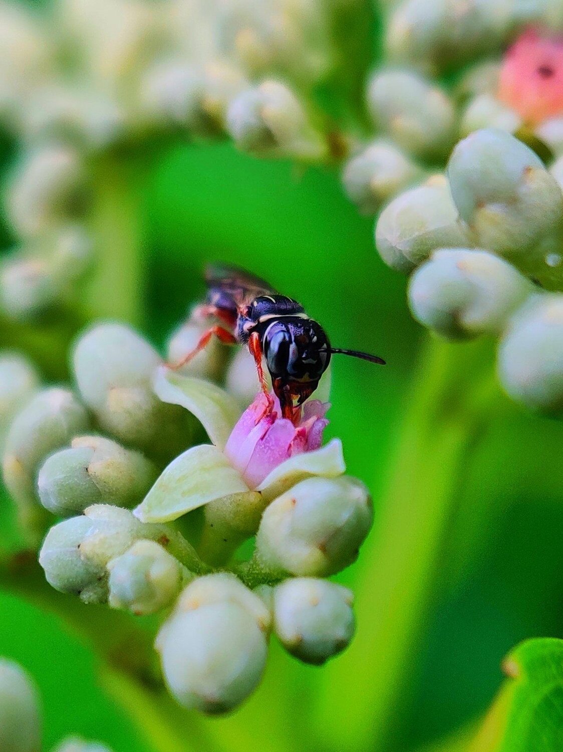 Honey bee