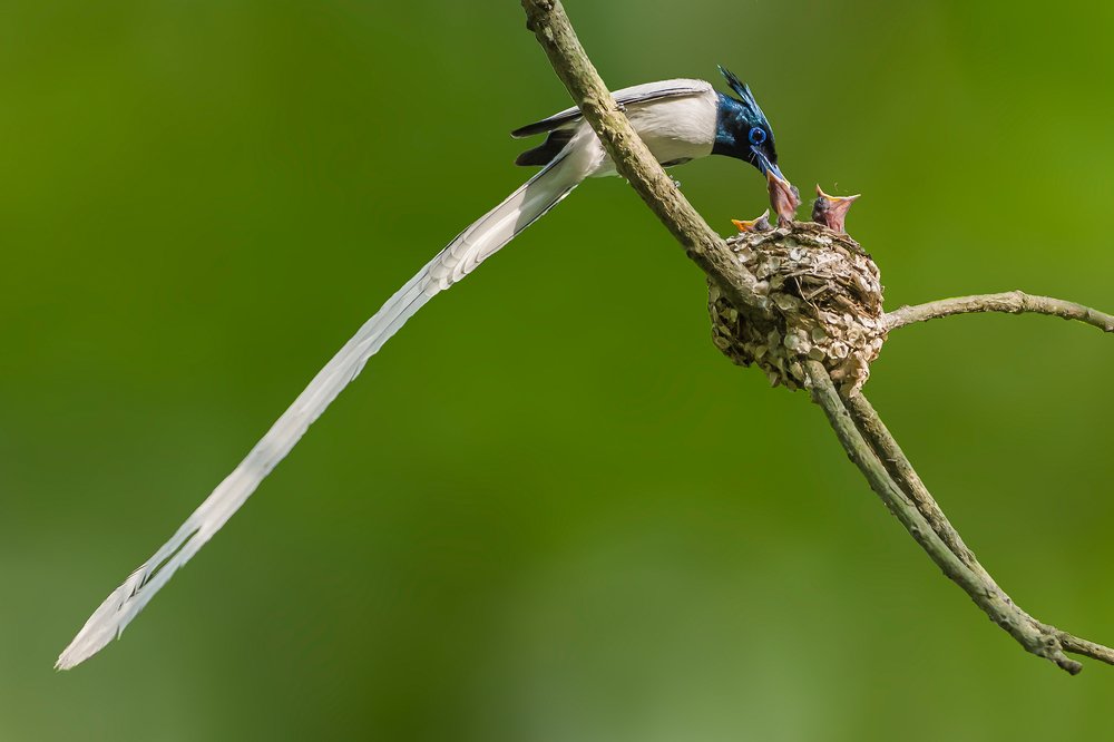 Фотография автора SUJIT MONDAL