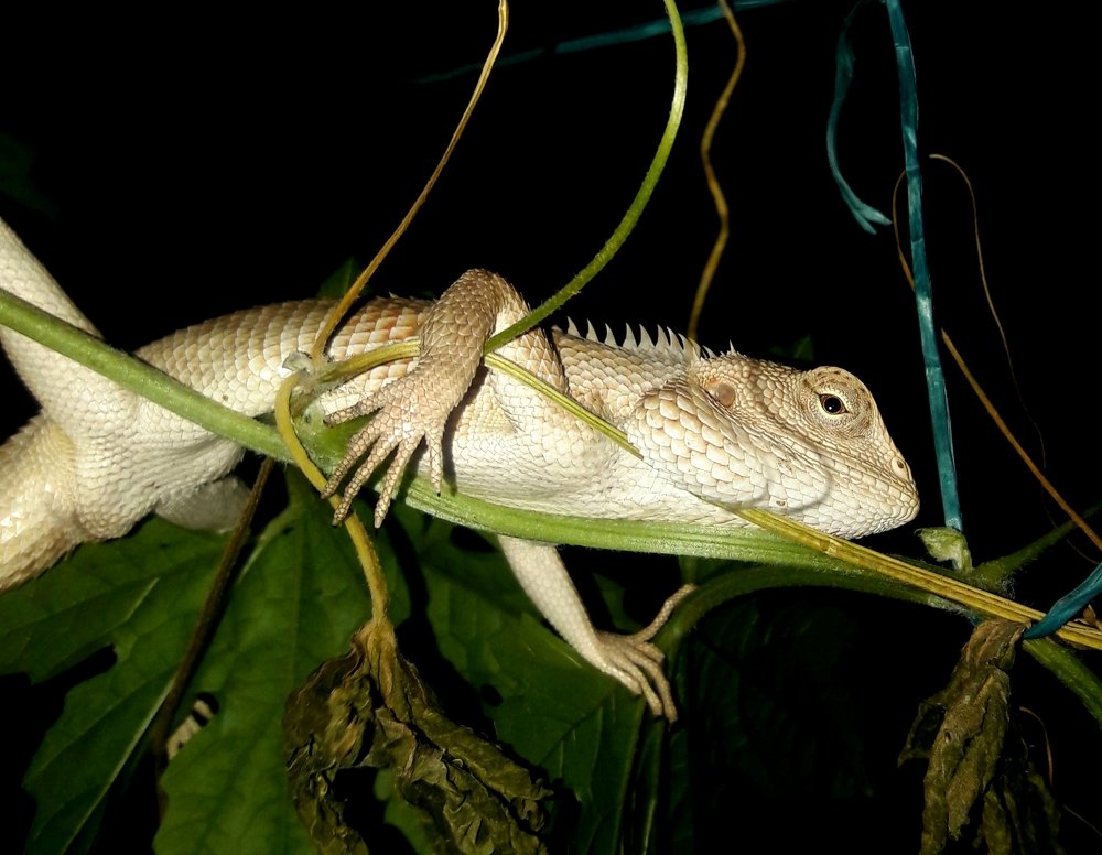 The Chameleon