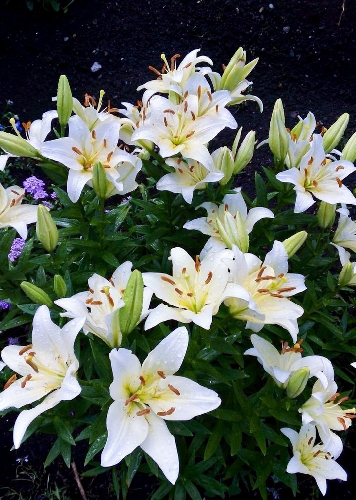 Лилия после дождя