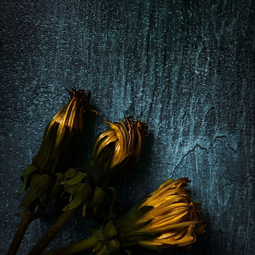 Одуванчики