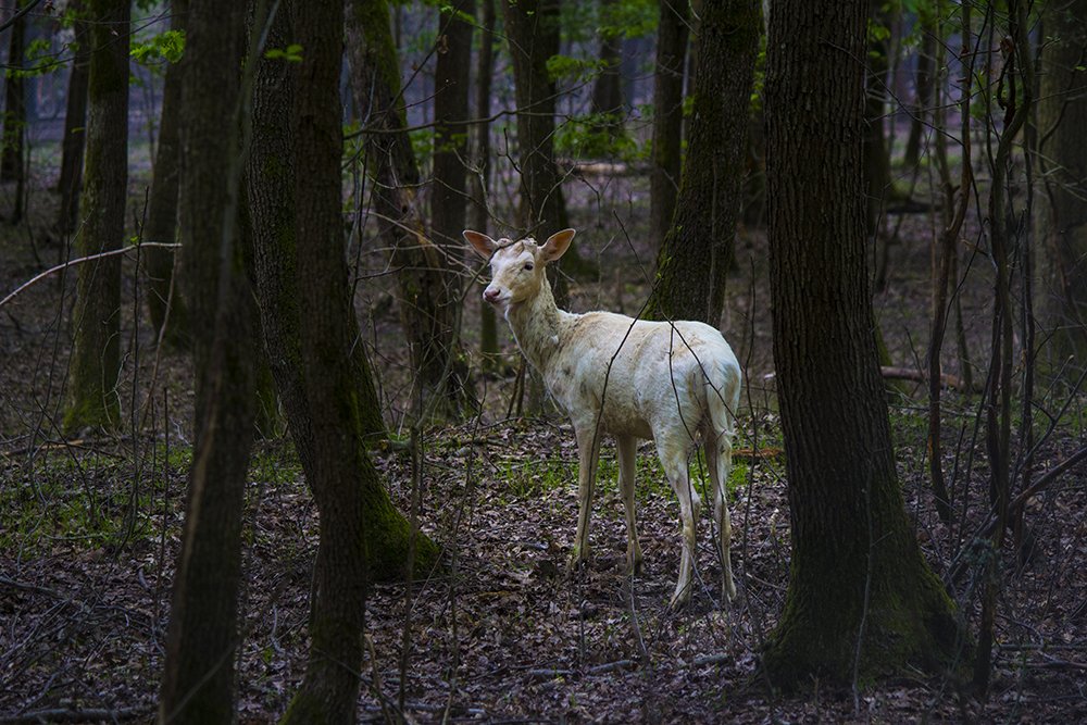 Photograph by Cemal Kaldirim