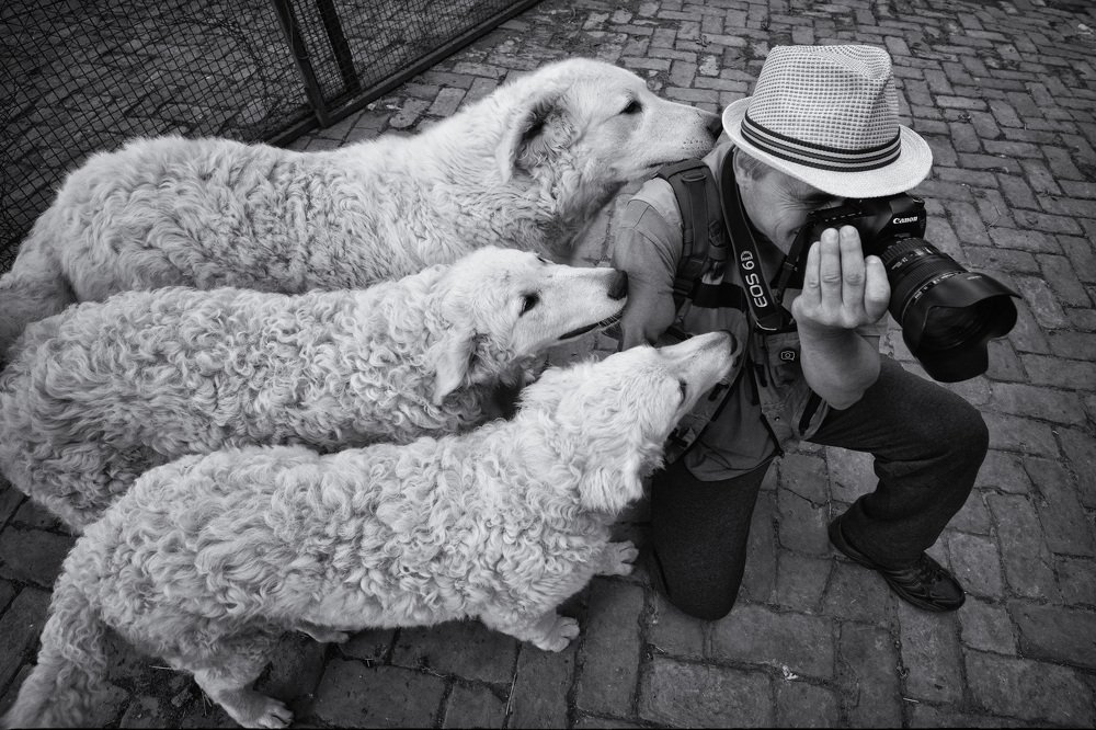 Photographer and dogs