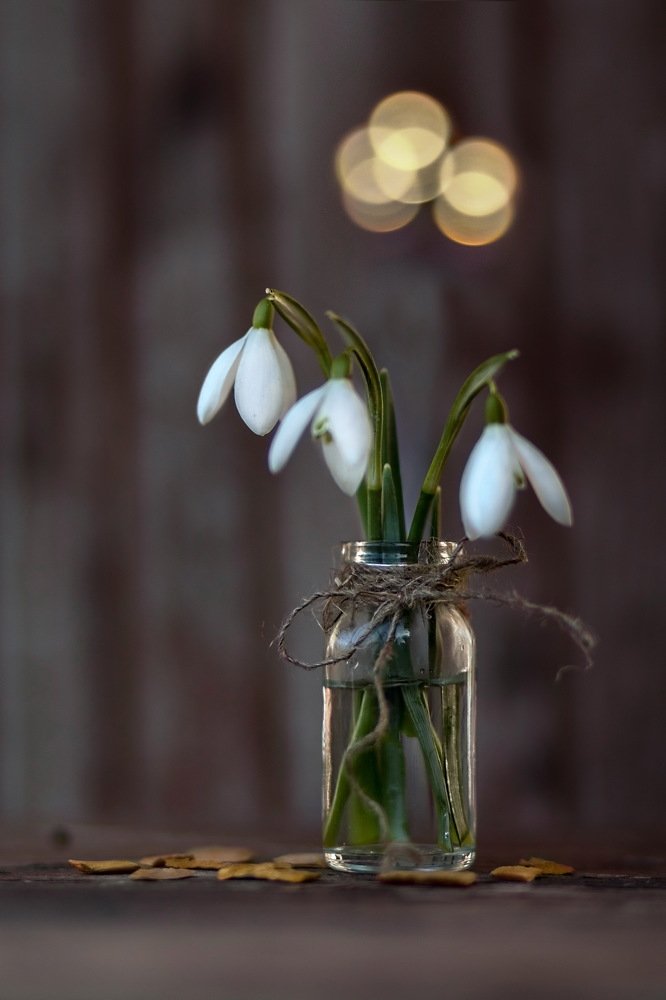 Этюд с галантусами