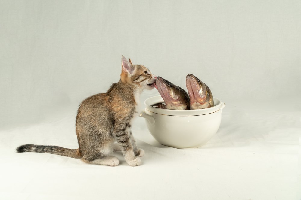 Photograph by Александр Колляков