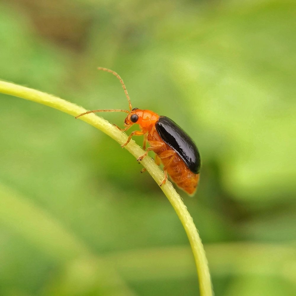 The climbing pumpkin beetle