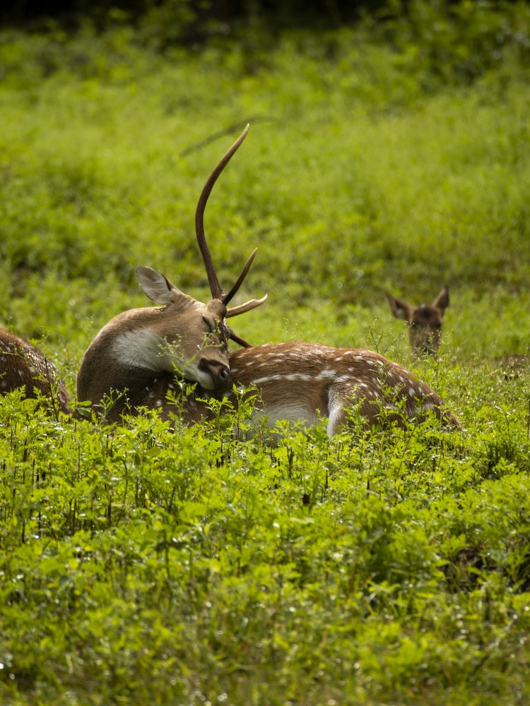 Sleeper sell chital
