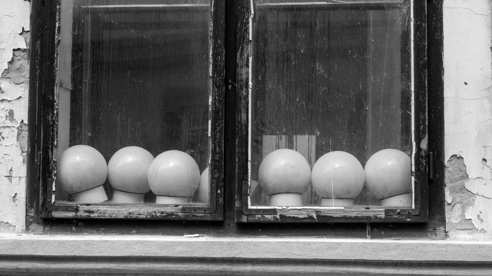 mushrooms in the window