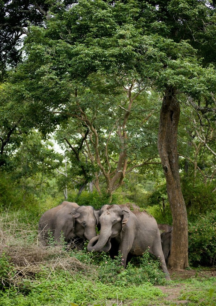 Secret language of Elephants