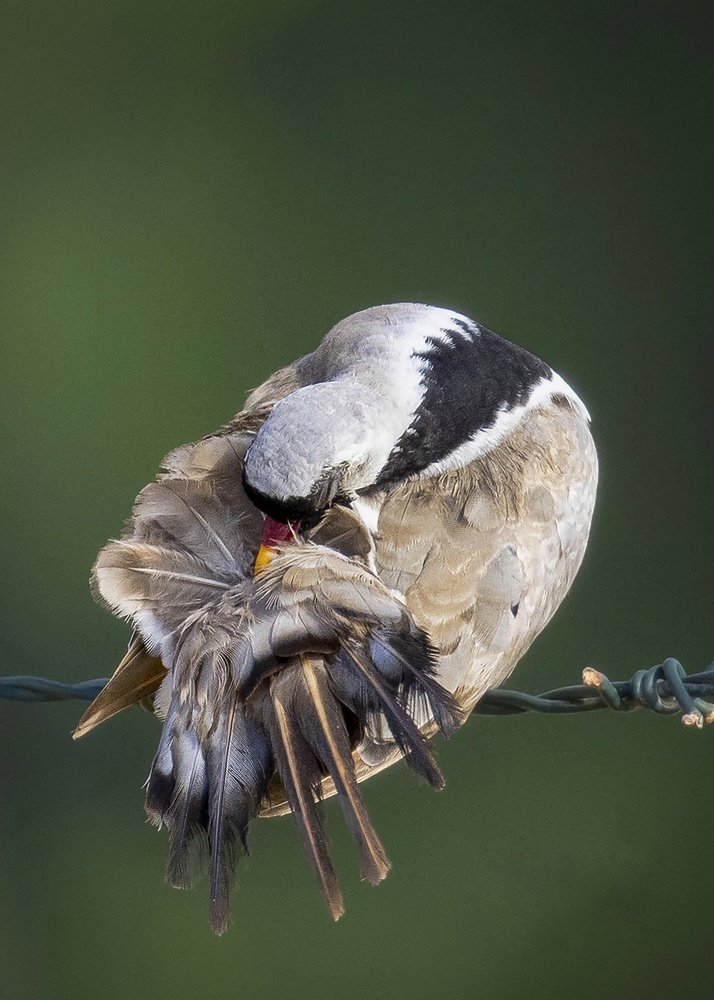 Preening