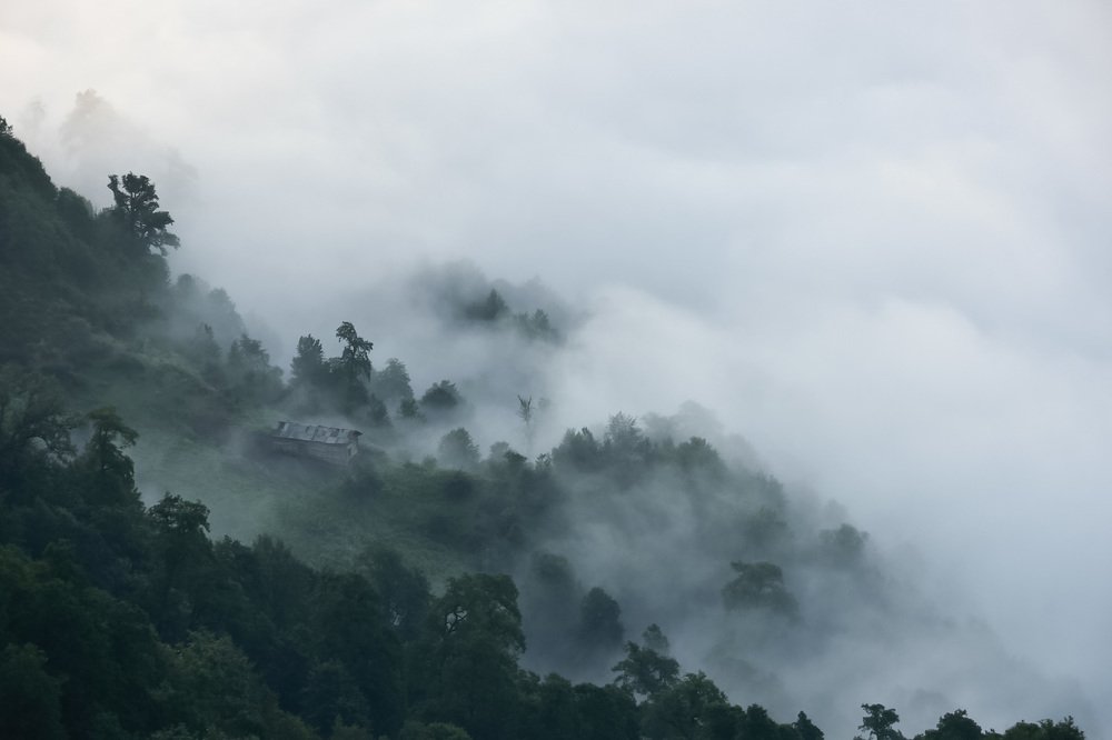 fog in jungel