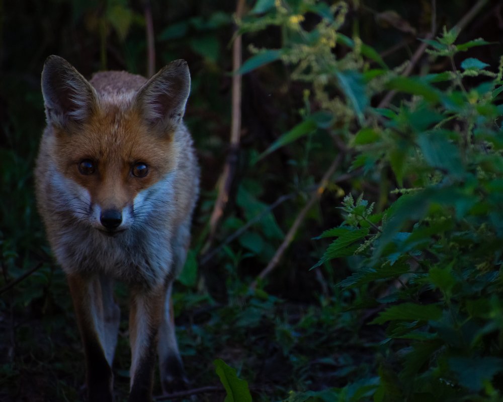 Фотография автора Anandhu M