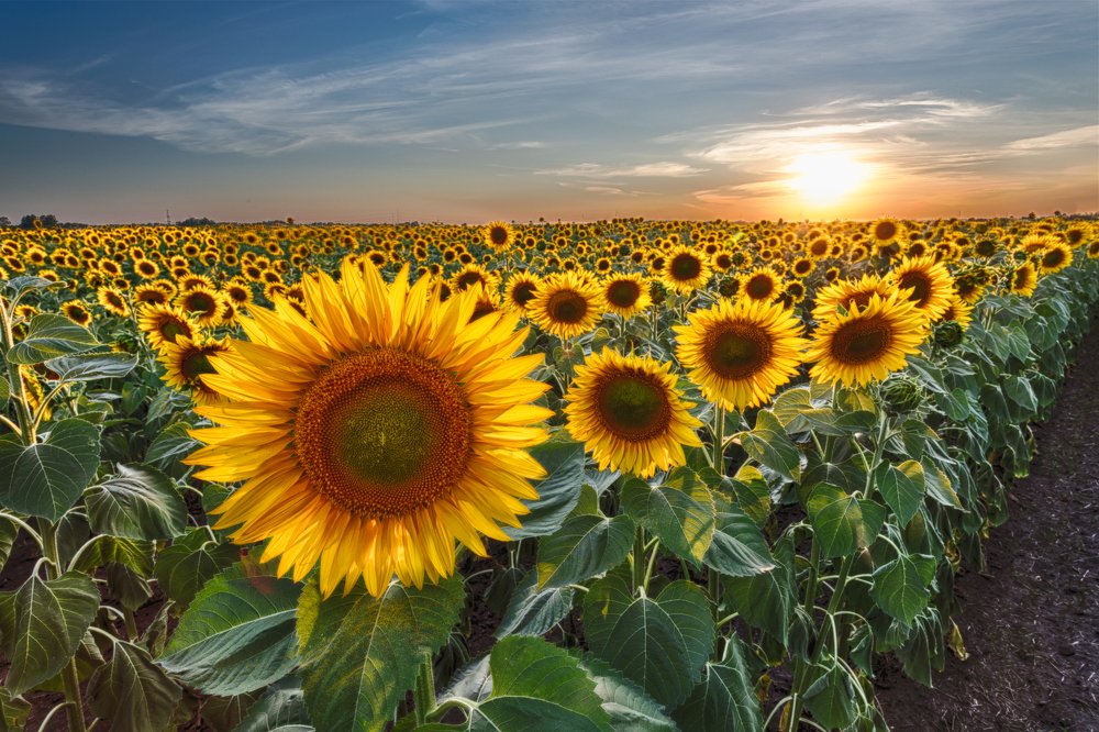 Солнечный цветок