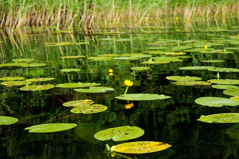 Photograph by Илона Шпака