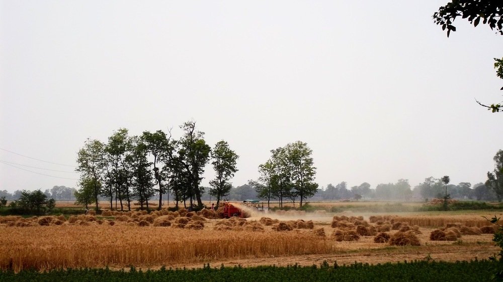 Farmers in their field.