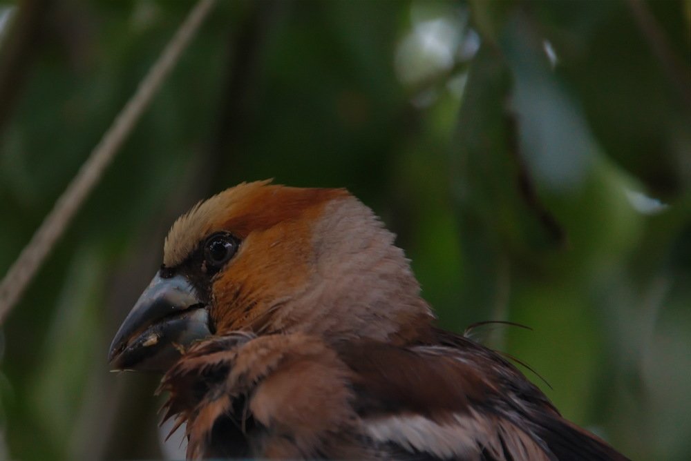 Photograph by vladimir