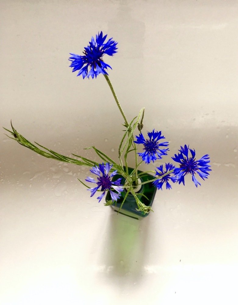 Bluebottles in a green bottle