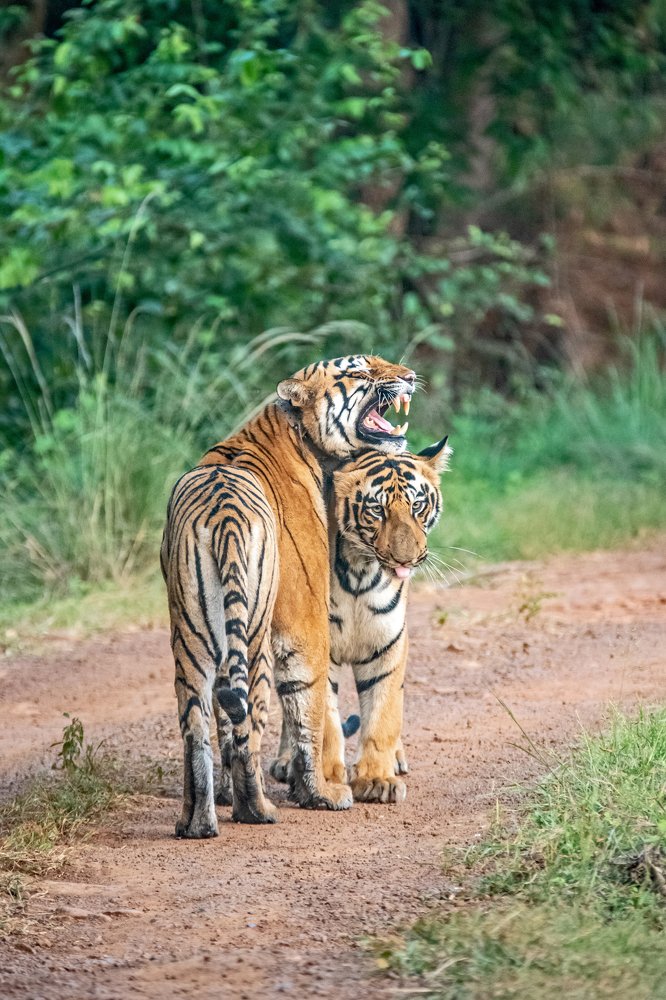 Tigress with sub adult tiger
