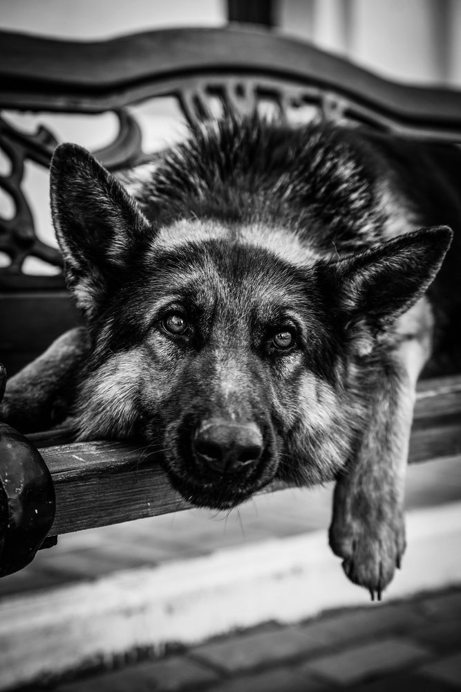 Лучший друг