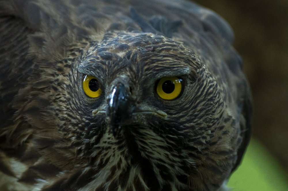 Crested Hawk Eagle Targeting its Prey