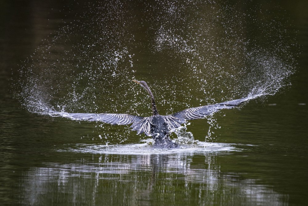 Indian Dartar Rising from the Water