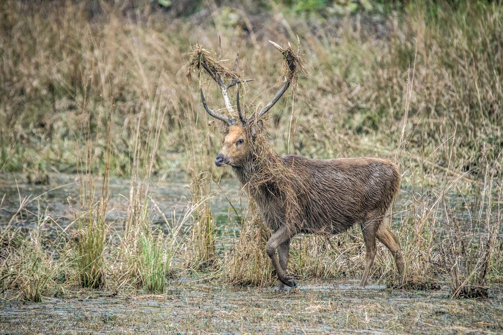 Sambar Deer in breeding display