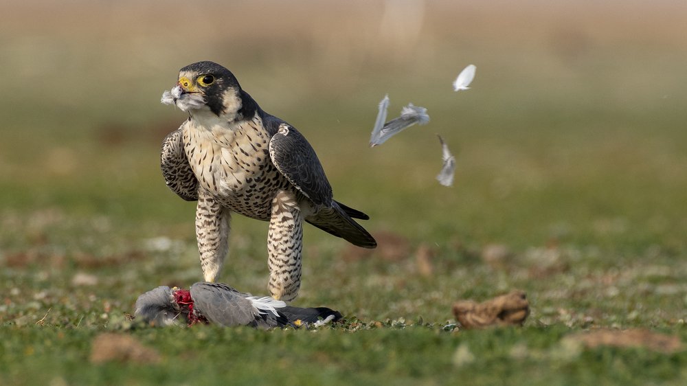 The Fastest Predator