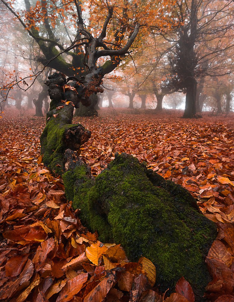 Фотография автора Shahram Hafezi