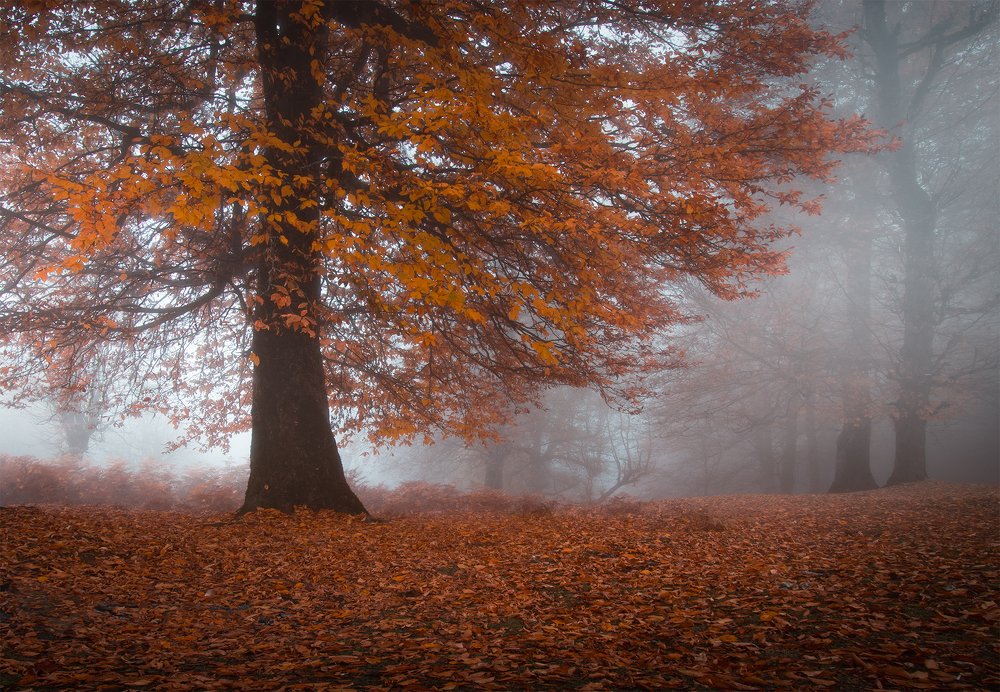 Фотография автора Shahram Hafezi