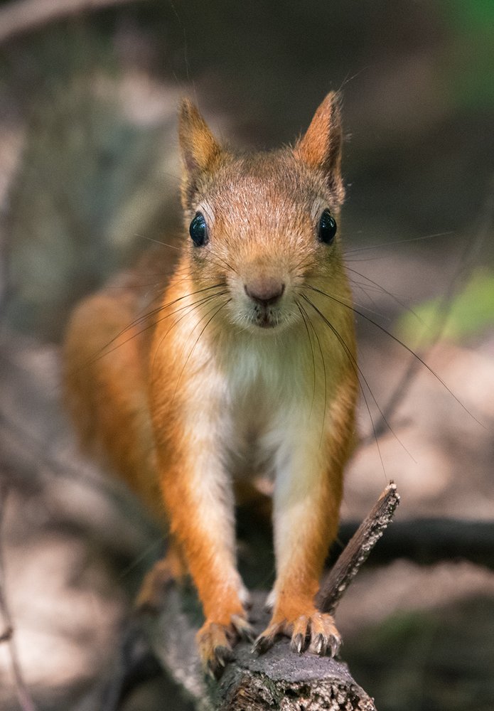 Photograph by Артём Кривошеев