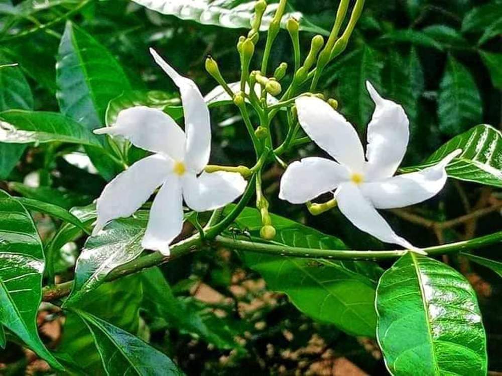 Photograph by Ravishan Hikkaduwa Liyanage