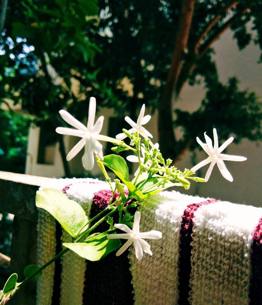 White flowers