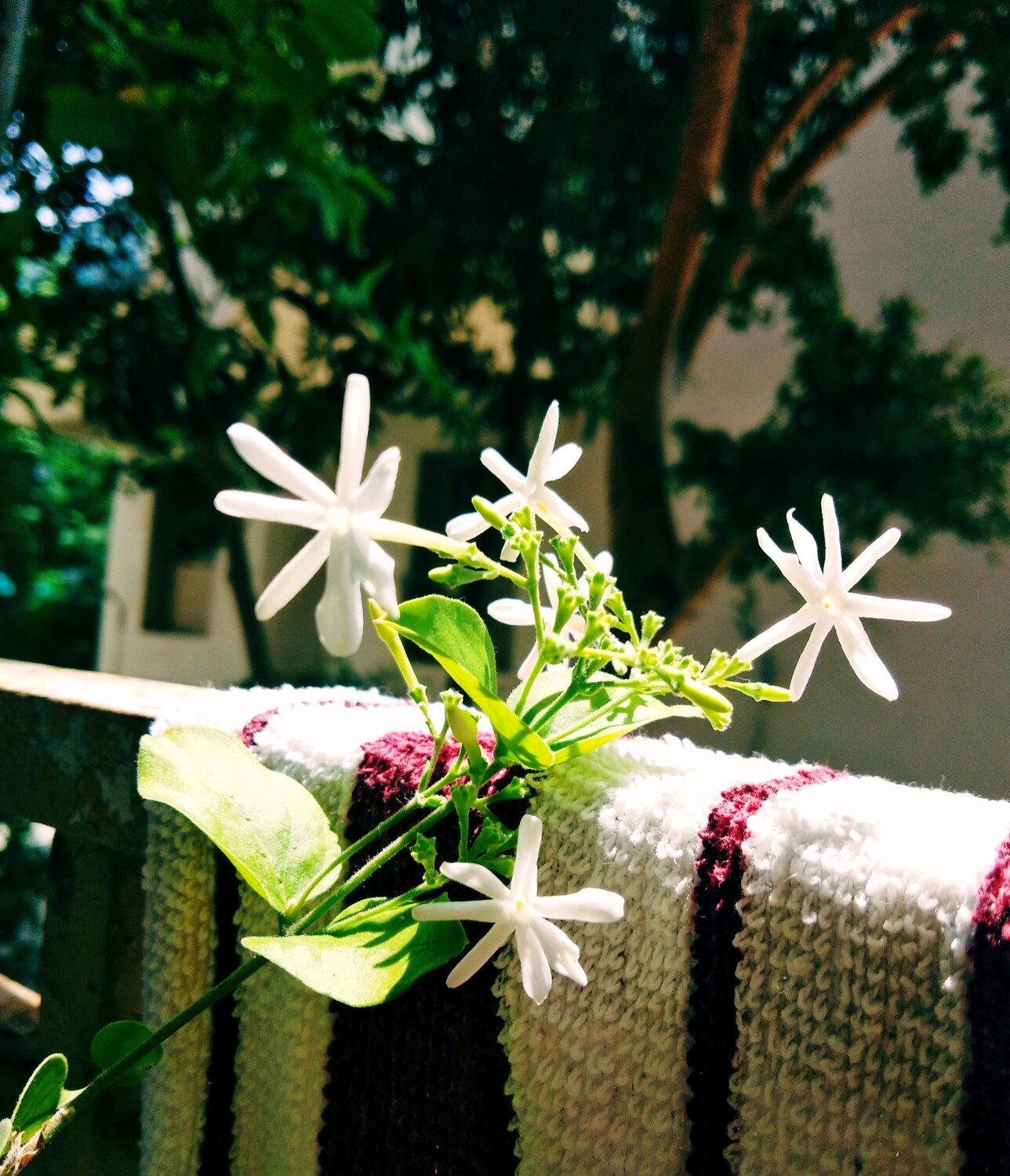 White flowers