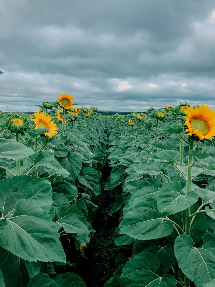 Photograph by Елизавета Киселева