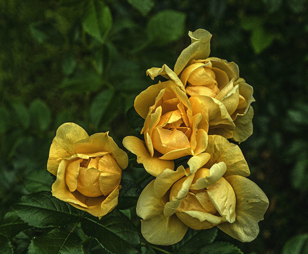 Photograph by Vladimir  Komarov