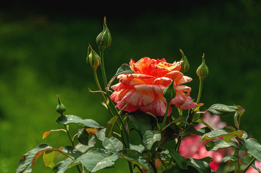 Photograph by Vladimir  Komarov