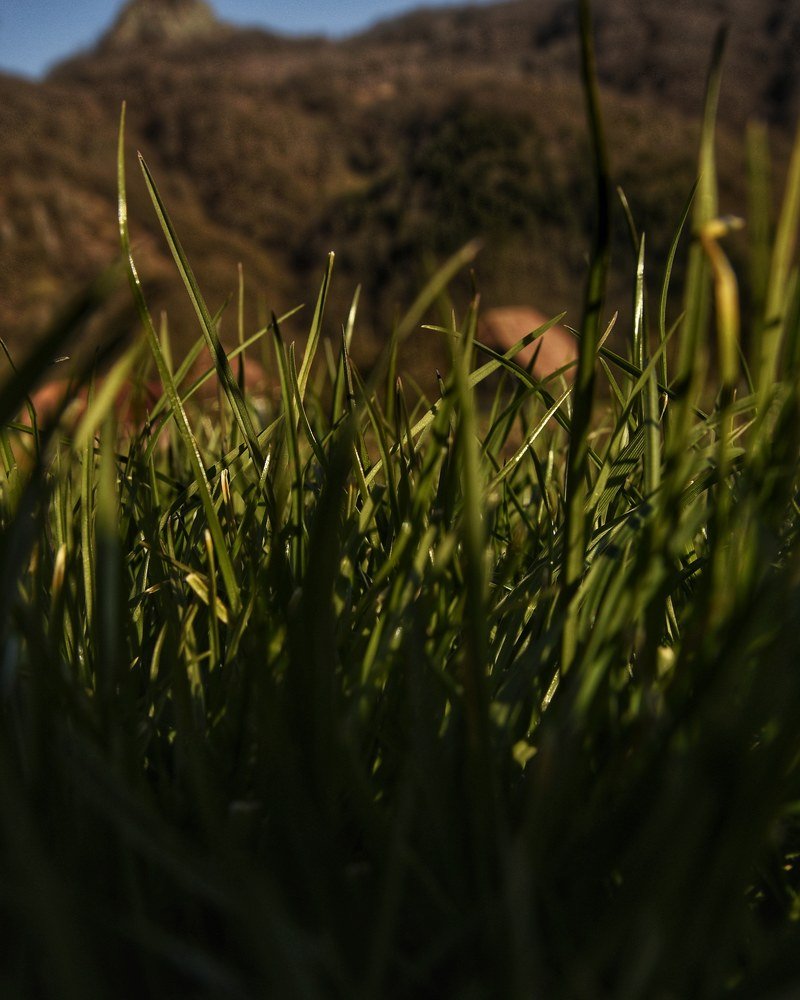 My quarantine spring