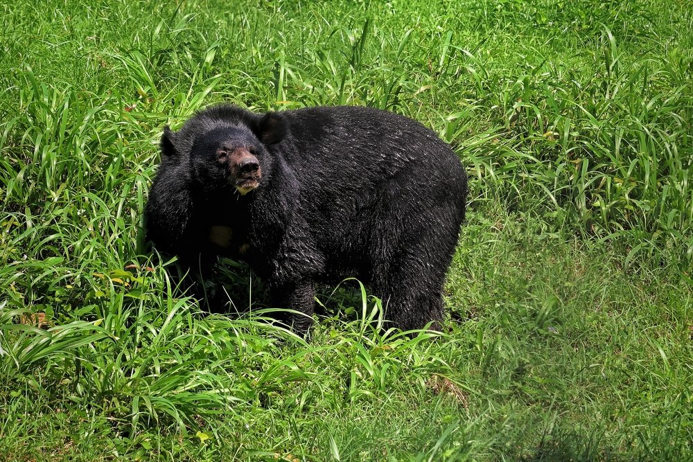 Photograph by Pravat Biswas