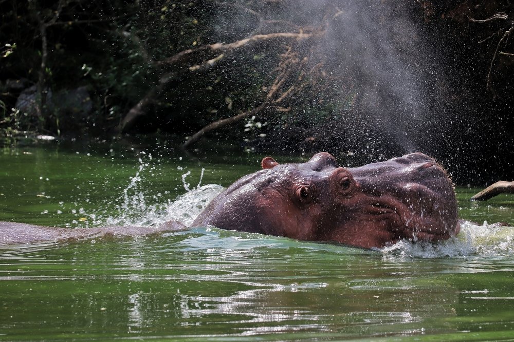 Photograph by Pravat Biswas