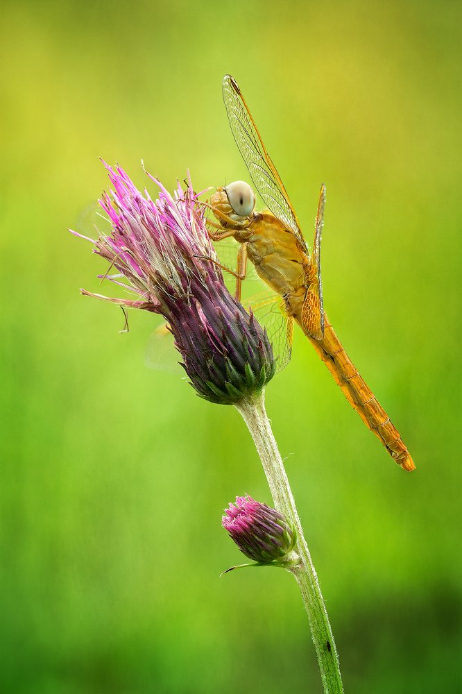 Photograph by Zbigniew Hudobski