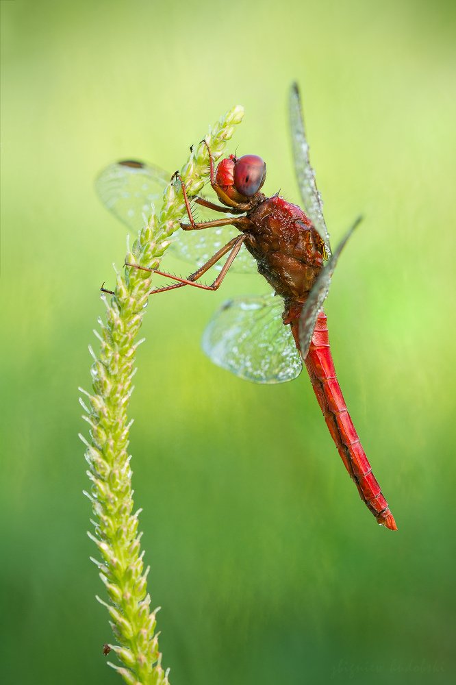 Photograph by Zbigniew Hudobski