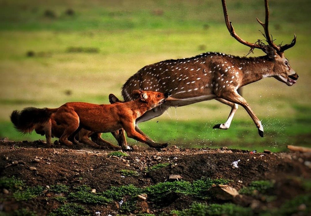 Photograph by Adhiraj Singh