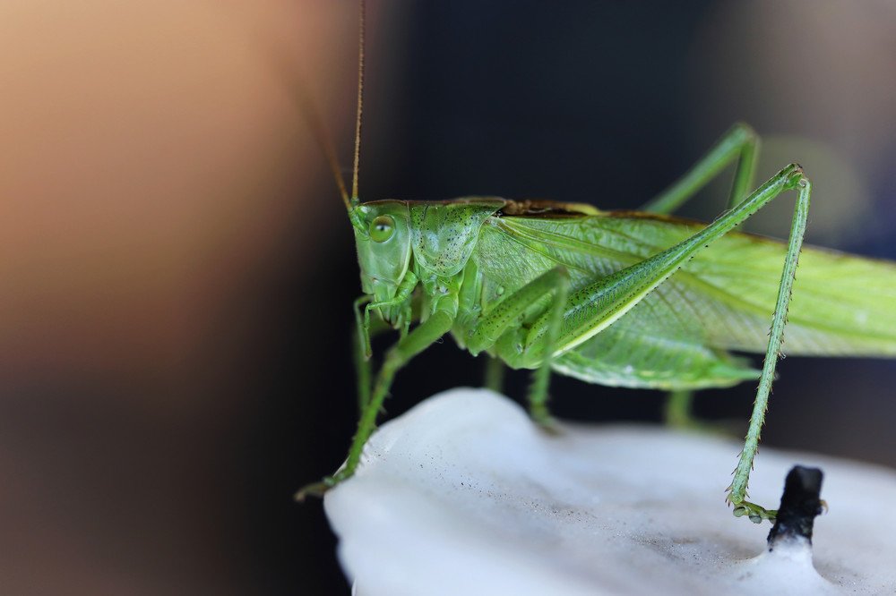 Photograph by Nagy Tibor