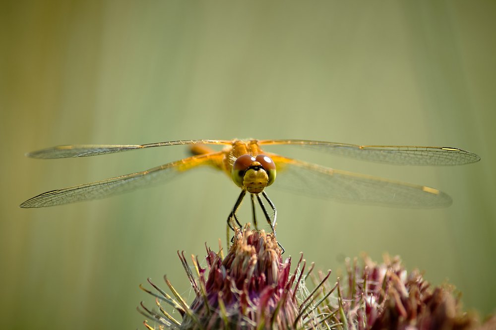 Photograph by Сергей Лисов