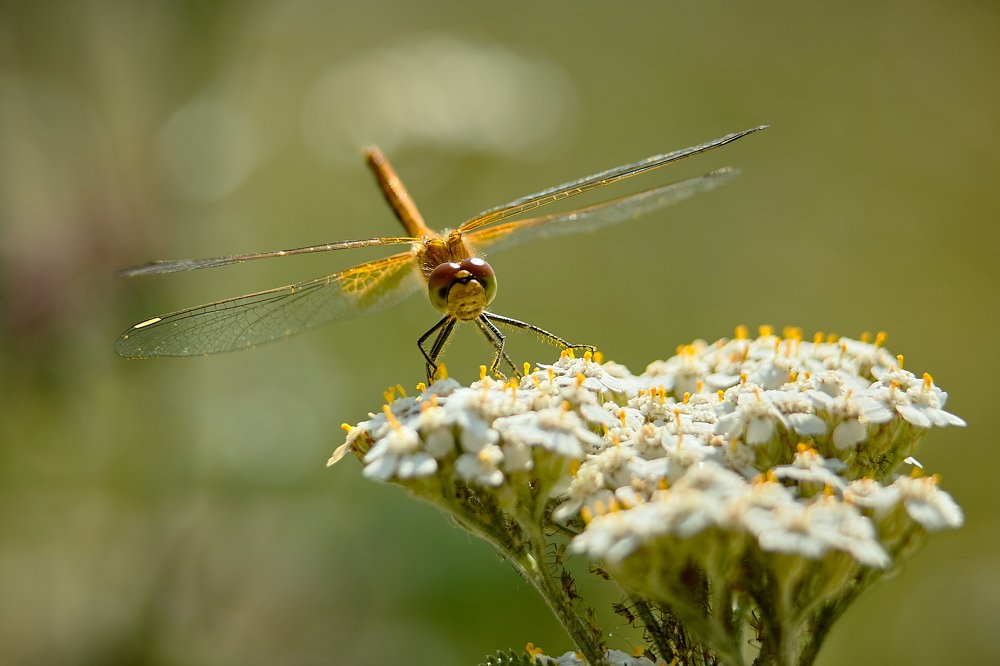Photograph by Сергей Лисов
