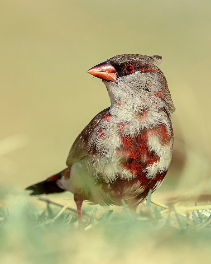 Strawberry Finch