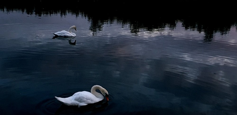 Photograph by Алина Веремеенко
