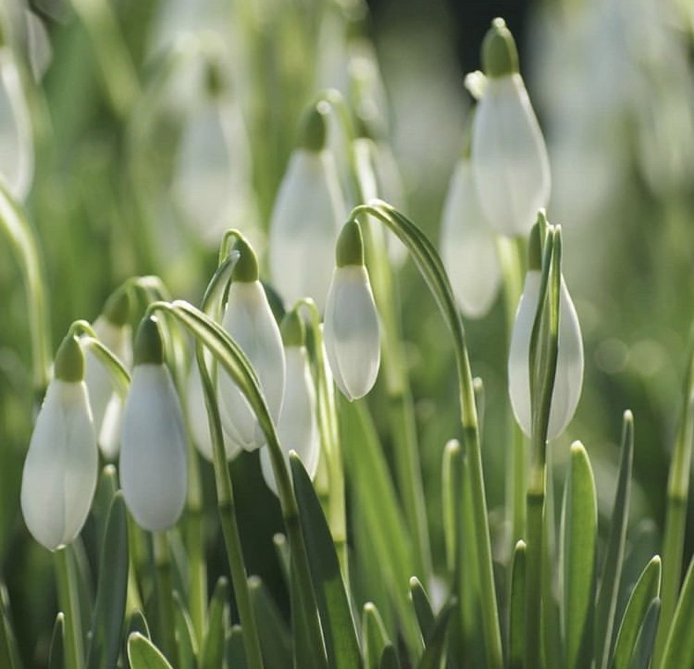 Подснежники в солнечных лучах