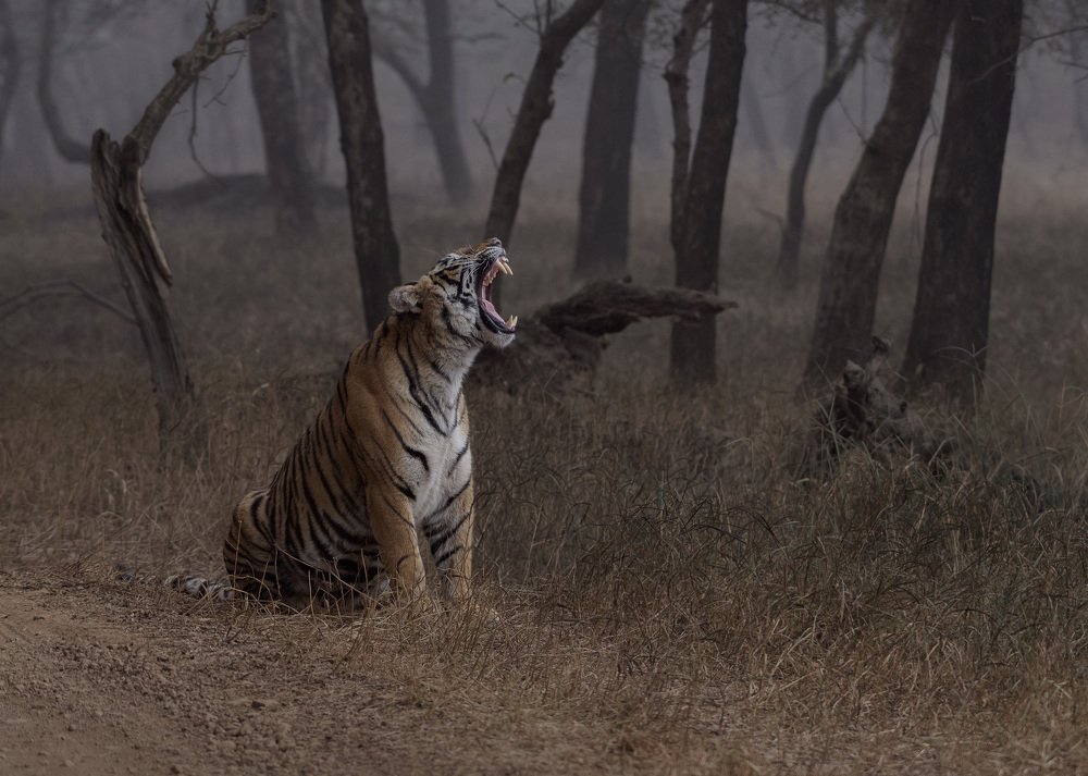 Photograph by Sunil Manikkath